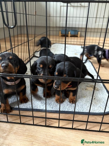 Miniature Dachshund dogs - Advert 10