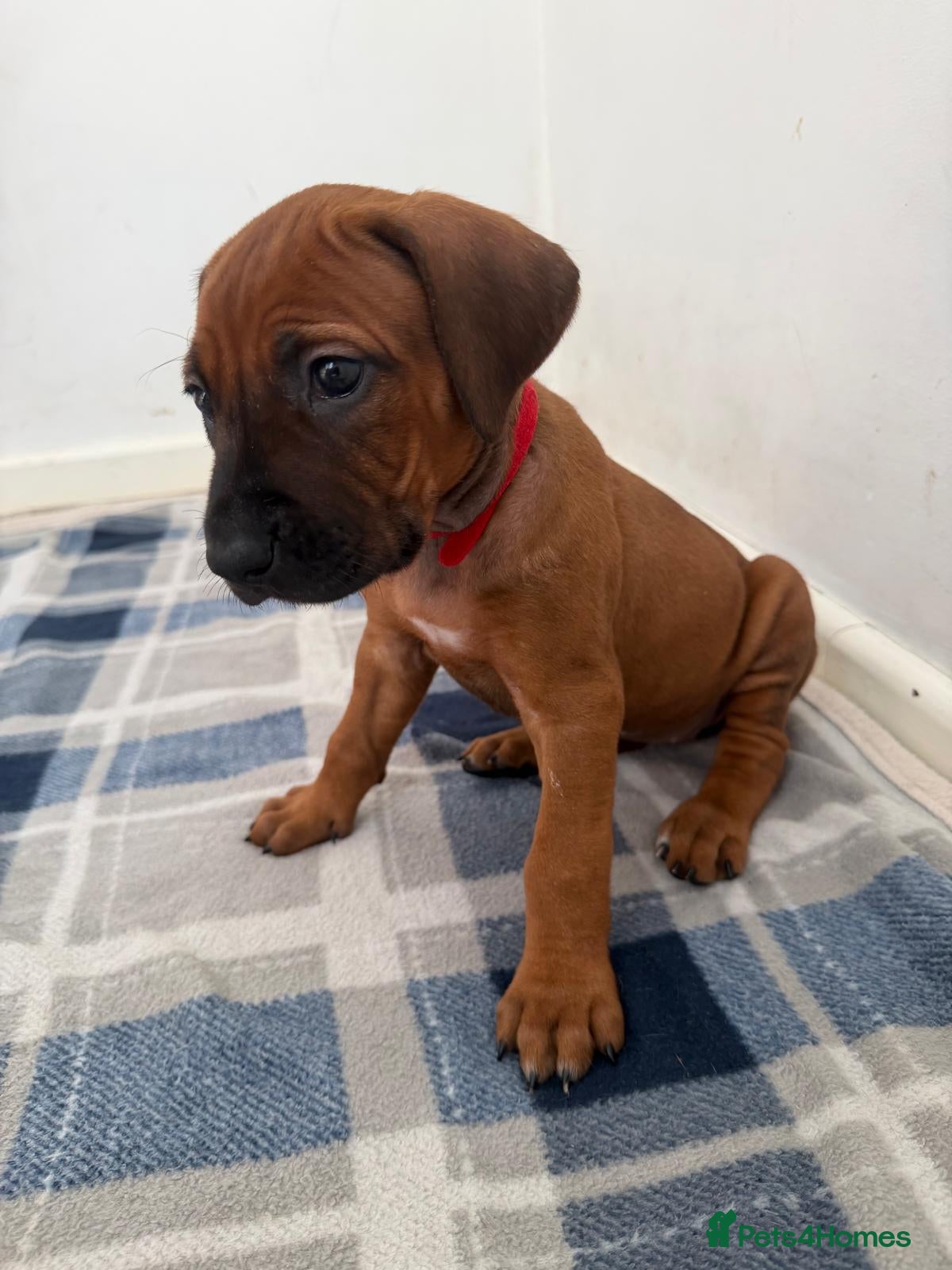 Rhodesian Ridgeback dogs for sale: Stunning KC Registered Rhodesian Ridgeback Puppies - Advert 28