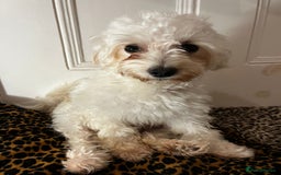 Maltipoo dogs for sale: 2 beautiful playful & lovely Maltipoo boys  - Image 24
