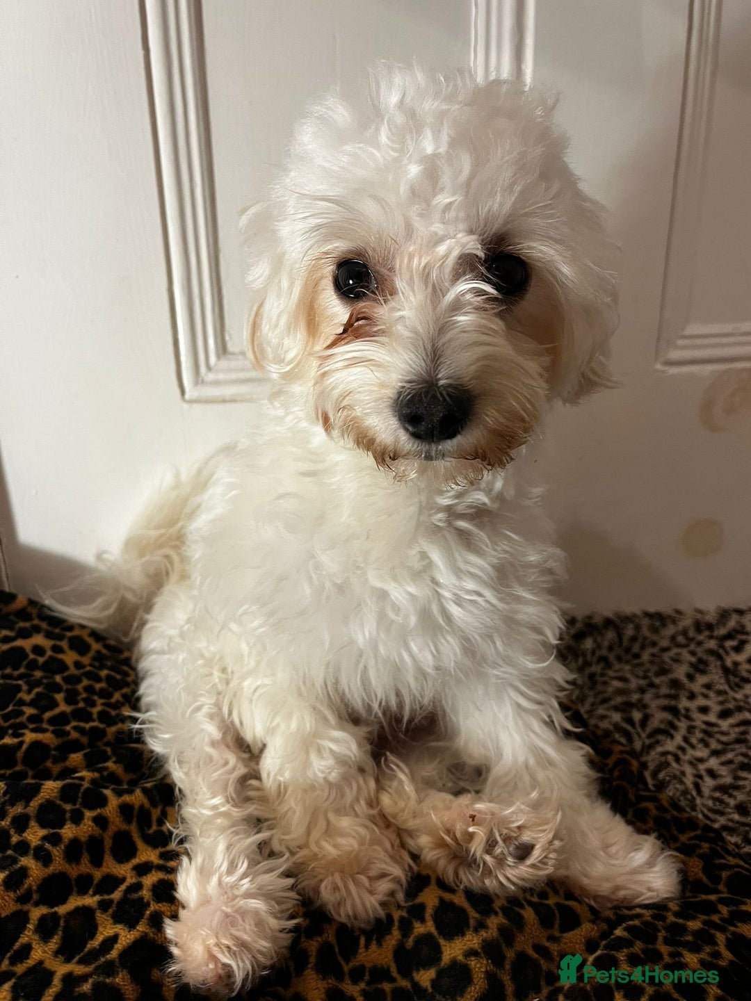 Maltipoo dogs for sale: 2 beautiful playful & lovely Maltipoo boys  - Image 24