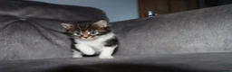 Maine Coon cats for sale: Gorgeous maine coon cross kittens - Advert 34