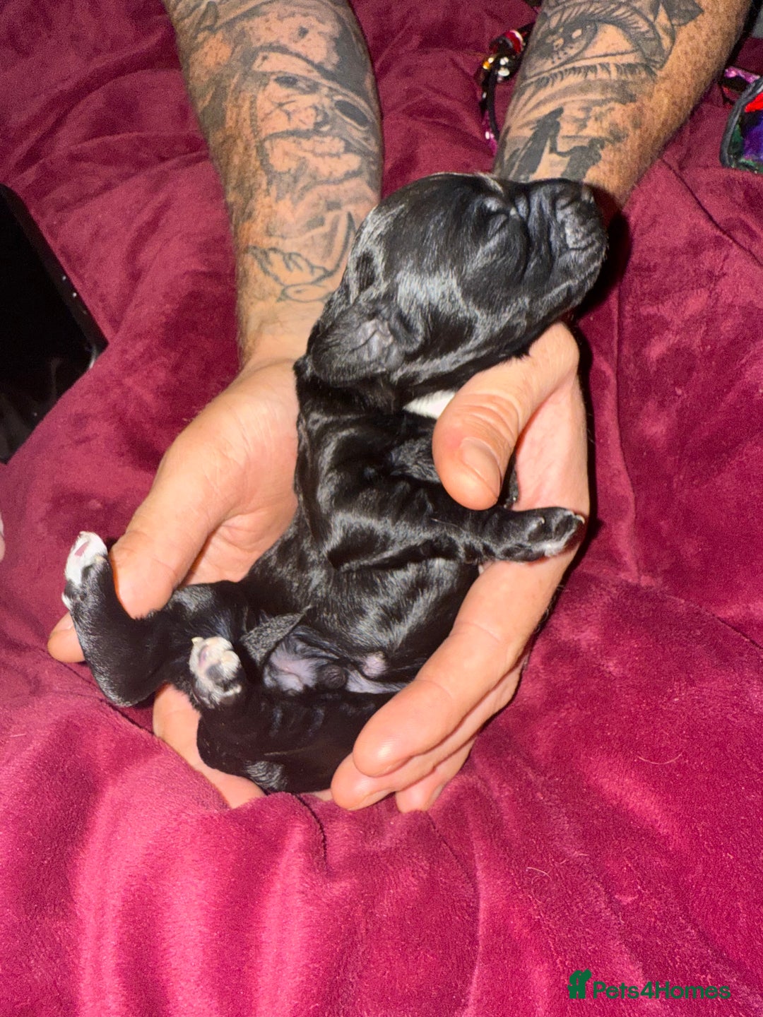 Cockapoo dogs for sale: F2 cockapoo puppies  - Image 16