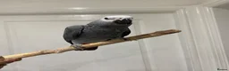 Parrots birds for sale: READY TO LEAVE Super cuddly baby greys  - Advert 9