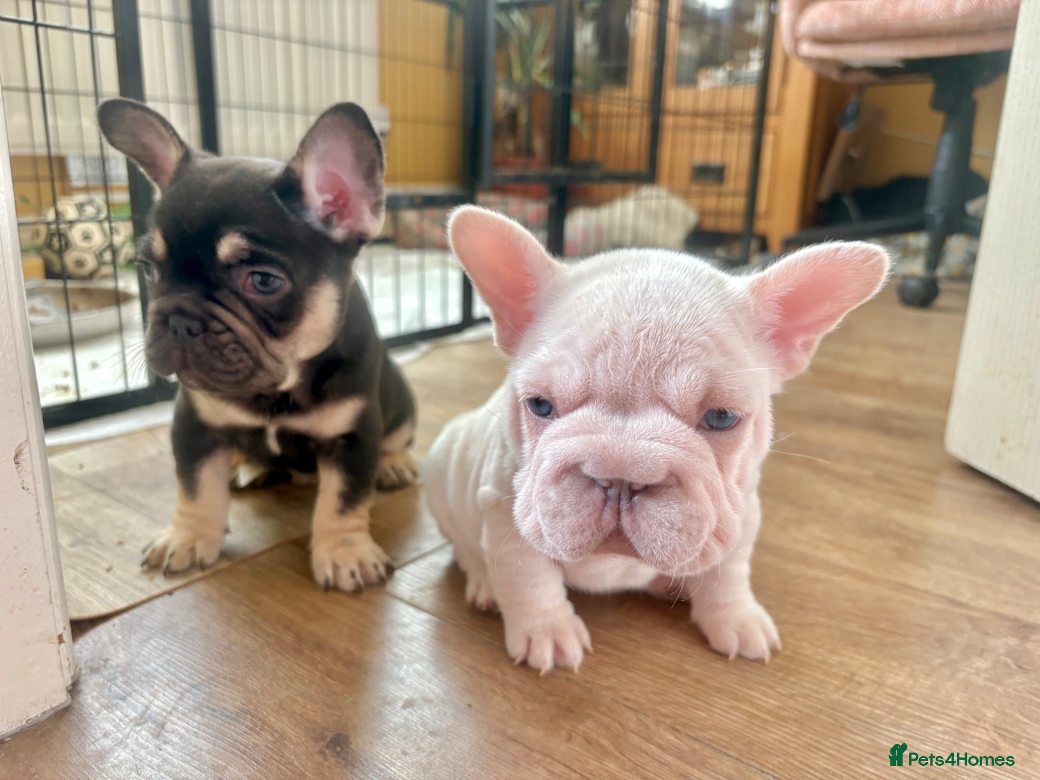 French Bulldog dogs French Bulldog Babies Ready Now - Advert 9