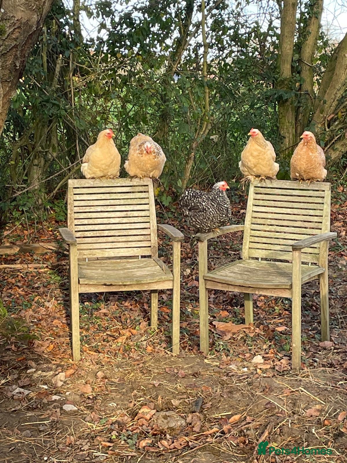 Chickens poultry Mille Fleur Pekin Bantam Hatching Eggs - Pack of 6 - Advert 2