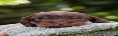Dachshund 6