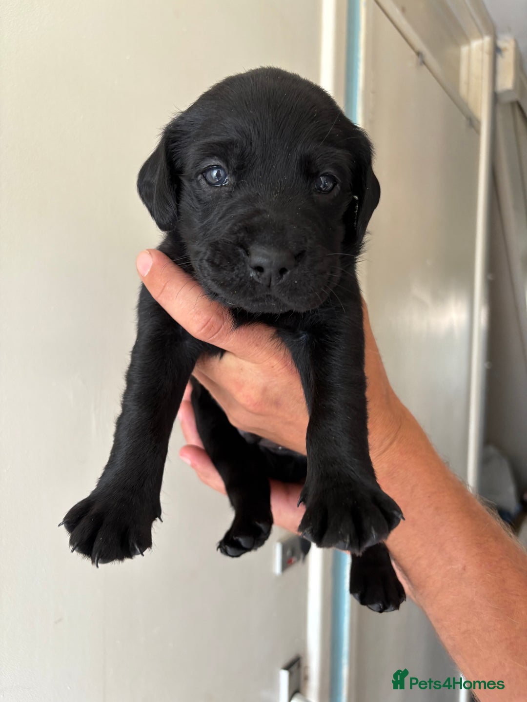 Labrador Retriever dogs for sale: Labrador puppies for sale Kent - Image 14