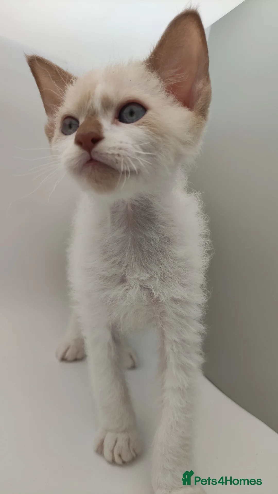 LaPerm cats for sale: Curly LaPerm kittens GCCF reg  - Advert 28