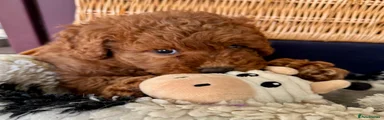 Miniature Poodle Puppy 3