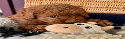 Miniature Poodle dogs for sale: Miniature Poodle puppies. Health tested parents!  - Advert 19