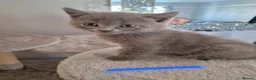British Shorthair cats for sale: British Shorthair x Domestic Shorthair - Advert 10