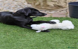 Mixed Breed dogs for adoption: Lively Little Bean - Image 11