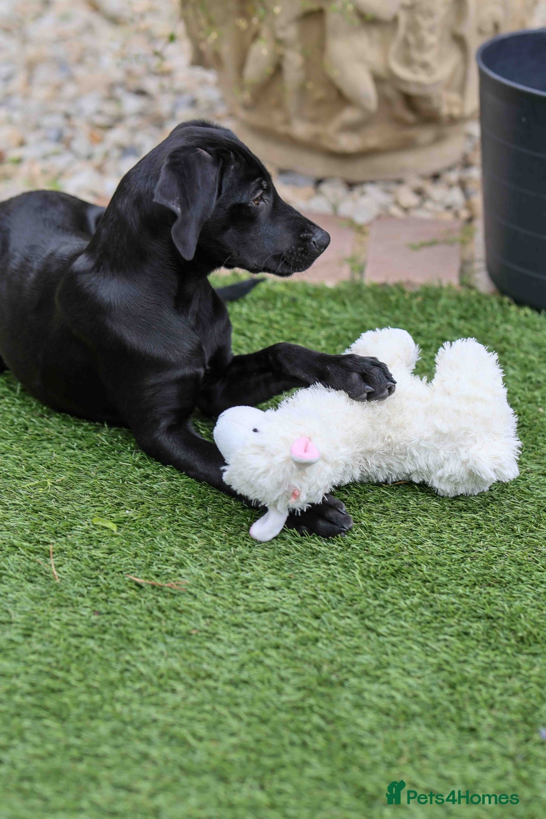 Mixed Breed dogs for adoption: Lively Little Bean - Image 11