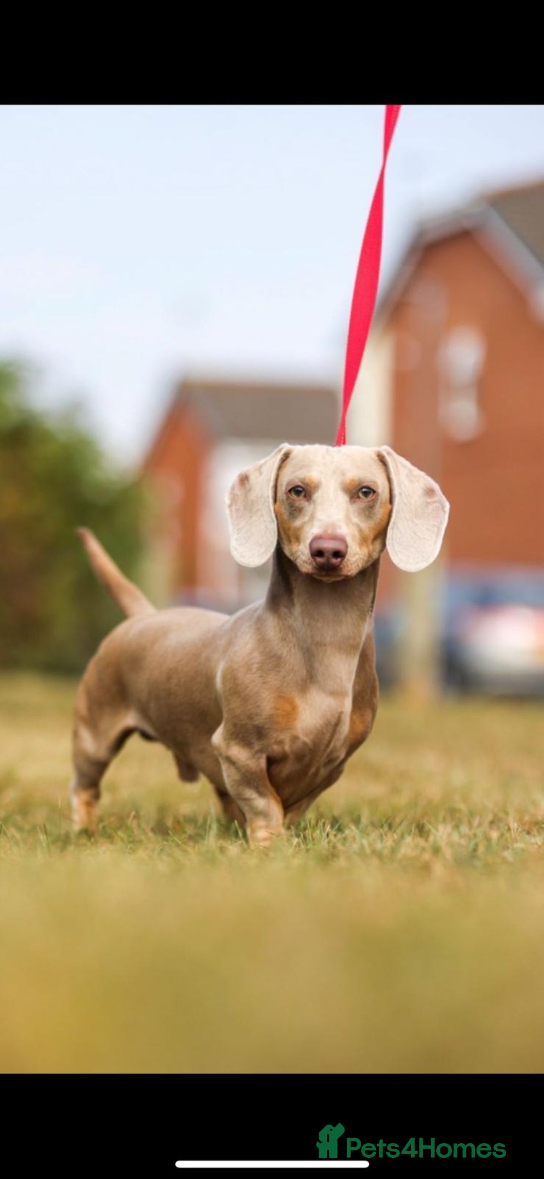 Miniature Dachshund dogs for stud: Kc reg miniature dachshunds for stud  - Image 15