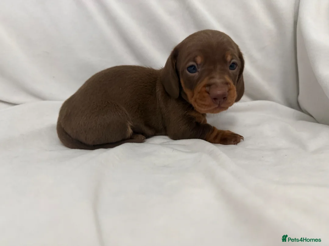 Dachshund dogs for sale: Beautiful 5 dachshunds for sale 3 boys 2 girls - Advert 9