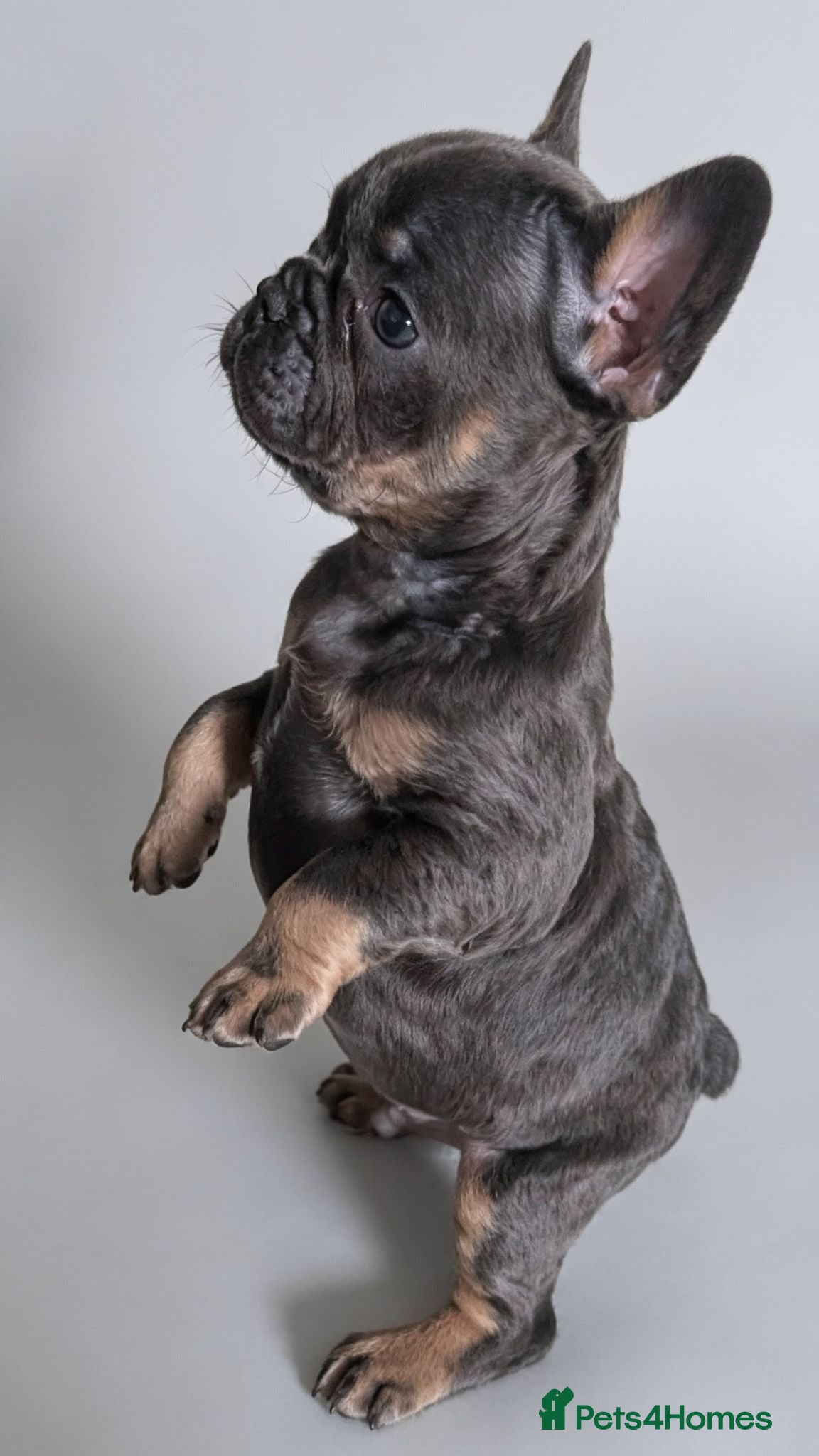French Bulldog dogs Beautiful French Bulldogs - Advert 13