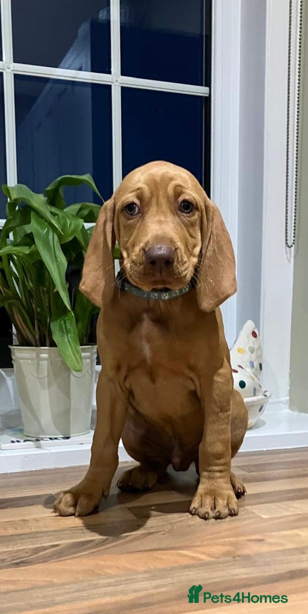 Hungarian Vizsla dogs READY NOW Beautiful KC Reg. Vizsla Pups - Advert 1