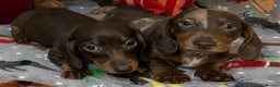 Miniature Dachshund dogs for sale: Two beautiful mini smooths available  - Advert 2
