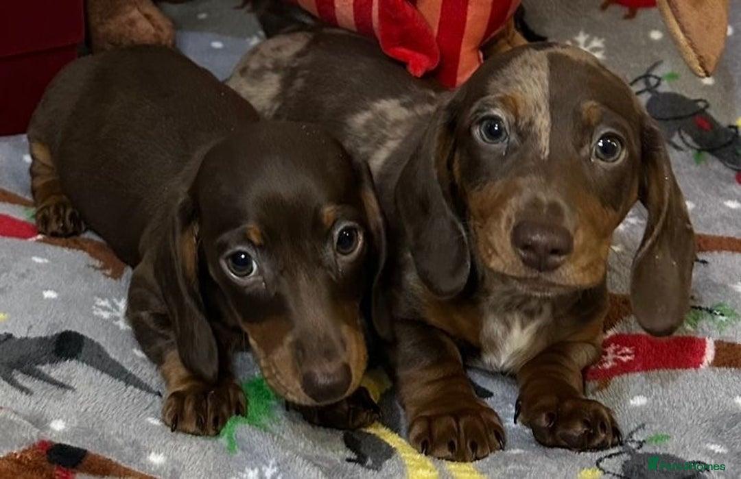 Miniature Dachshund dogs for sale: Two beautiful mini smooths available  - Advert 2