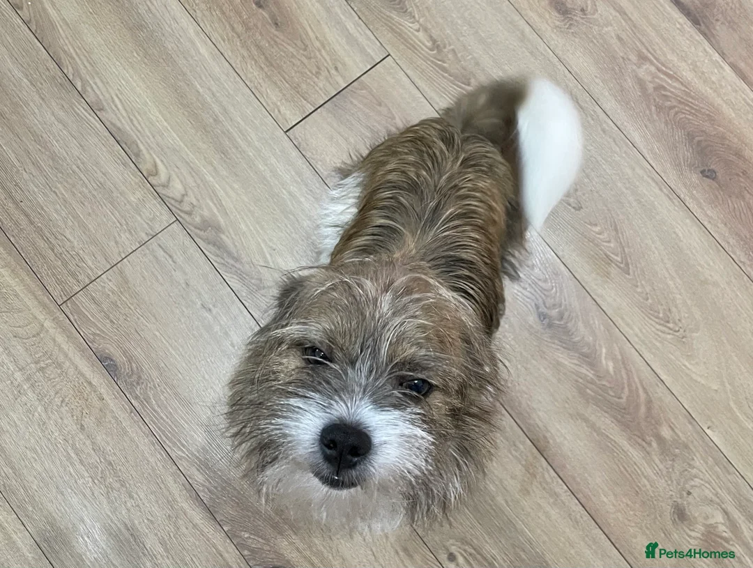 Mixed Breed dogs for sale: Waggy needs his perfect family  - Advert 9