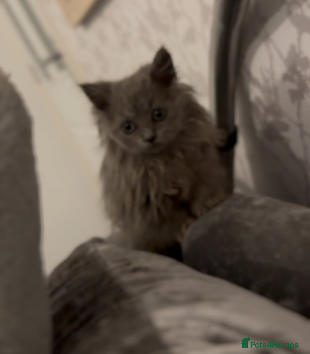 British Longhair cats for sale: Adorable British Longhair Kittens Ready Now! - Advert 7