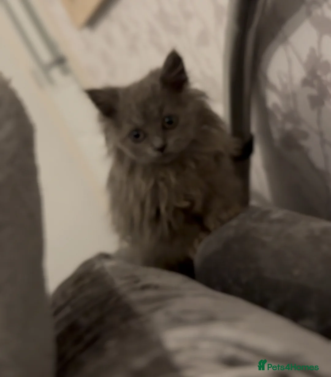 British Longhair cats for sale: Adorable British Longhair Kittens Ready Now! - Advert 7