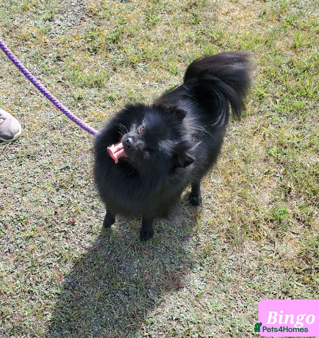 German Spitz dogs for sale: Bluey & Bingo looking for Loving Homes.  - Advert 5