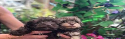 Schnoodle dogs for sale: Tiny Schnoodle Puppies 💙+ 🩷 - Advert 18