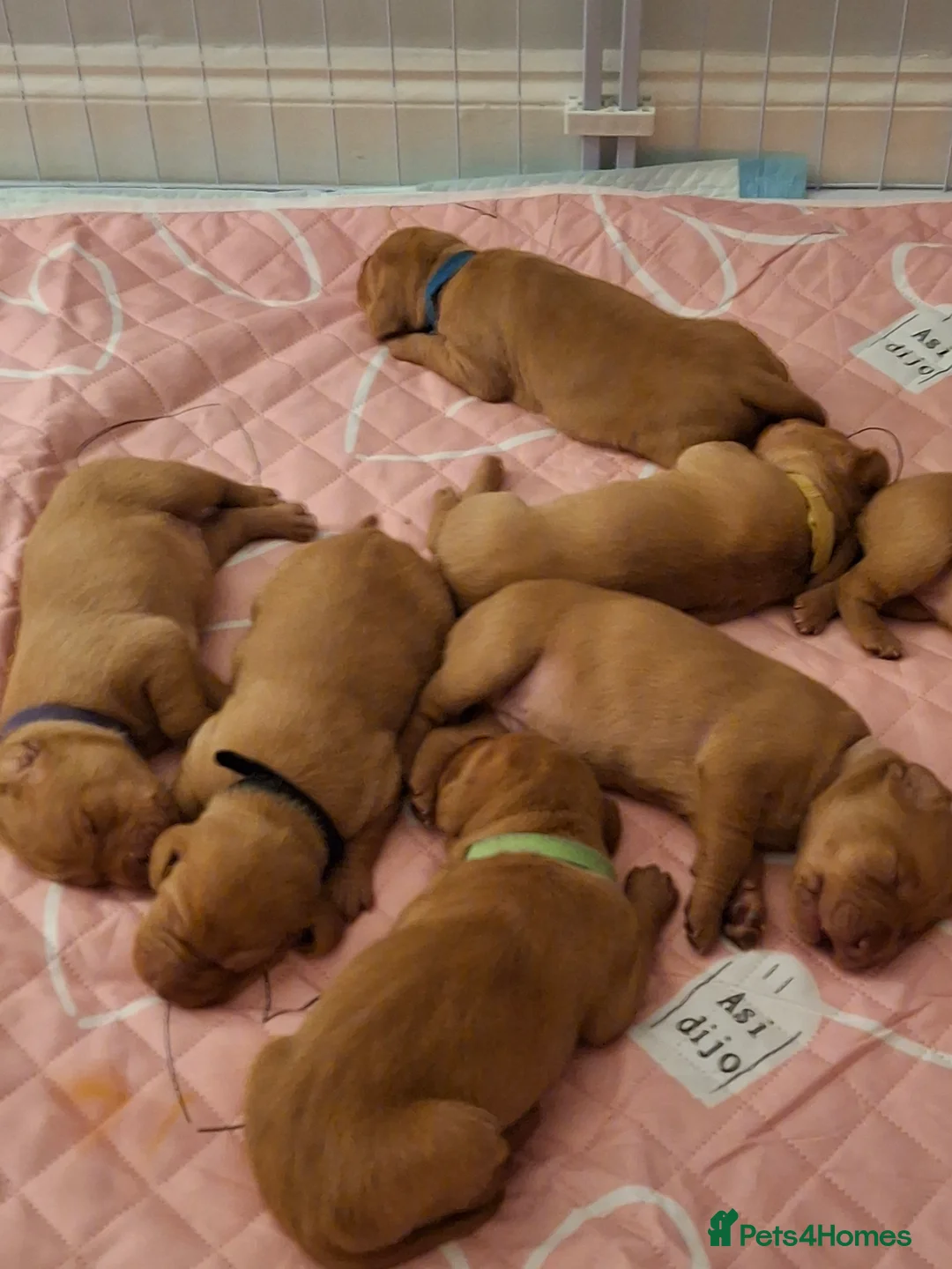 Hungarian Vizsla dogs for sale: Hungarian vizsla for sale  - Advert 3