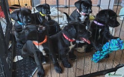 Mixed Breed dogs for sale: READY!! Sprocker jack pups + free bag in Hereford - Image 3