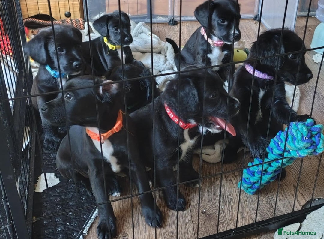 Mixed Breed dogs for sale: READY!! Sprocker jack pups + free bag in Hereford - Image 3