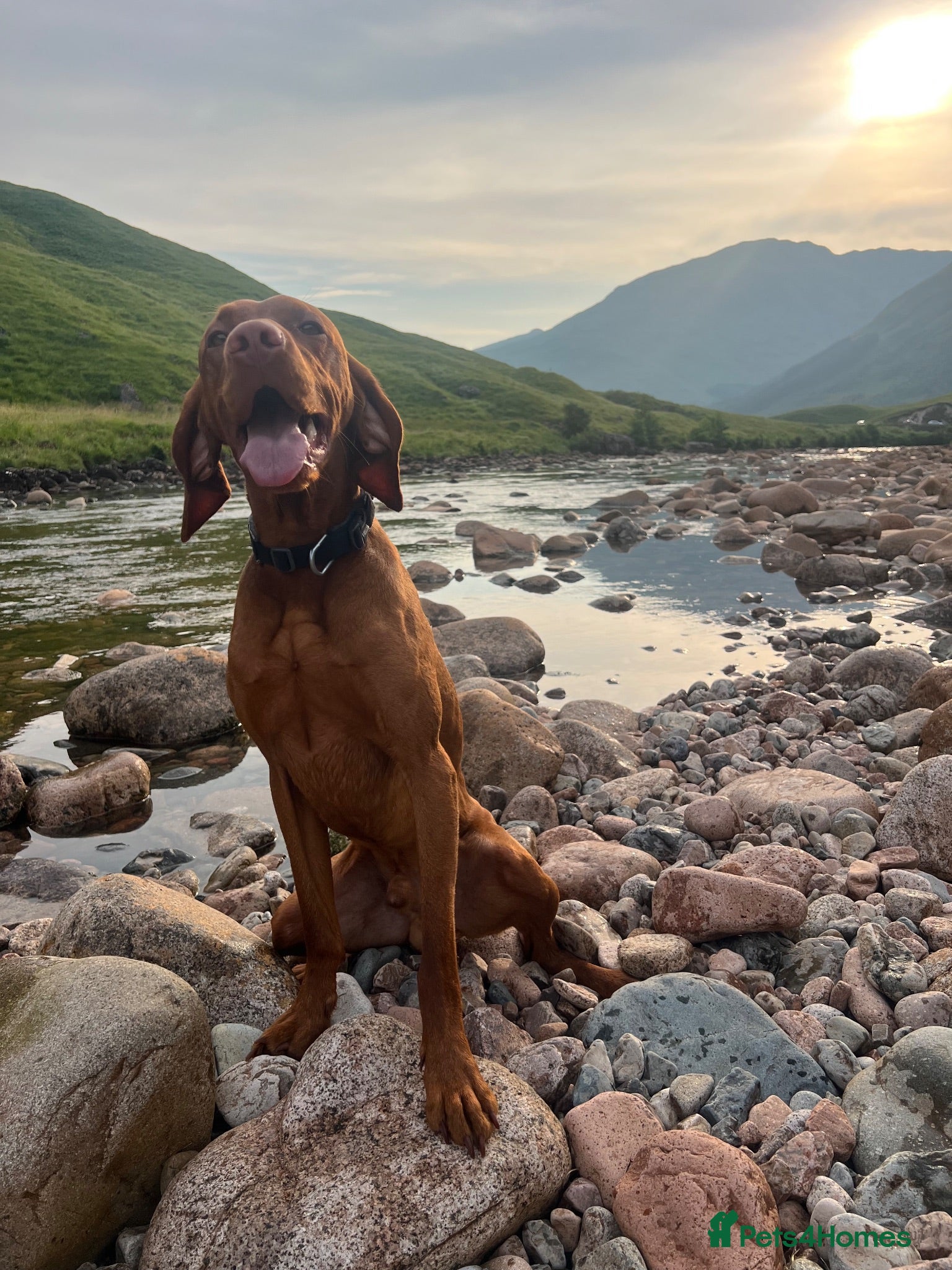Hungarian Vizsla dogs Thor *PROVEN* 🇸🇮 Slovenian Champion bloodlines  - Advert 2