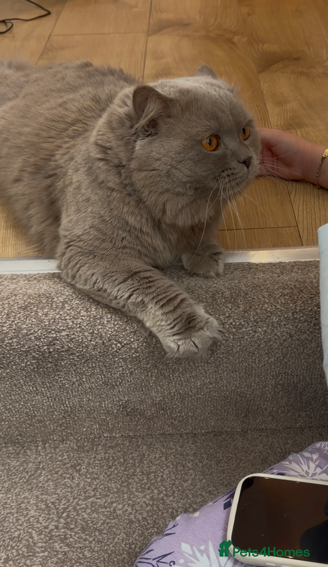 Mixed Breed cats for sale: british in London - Advert 3