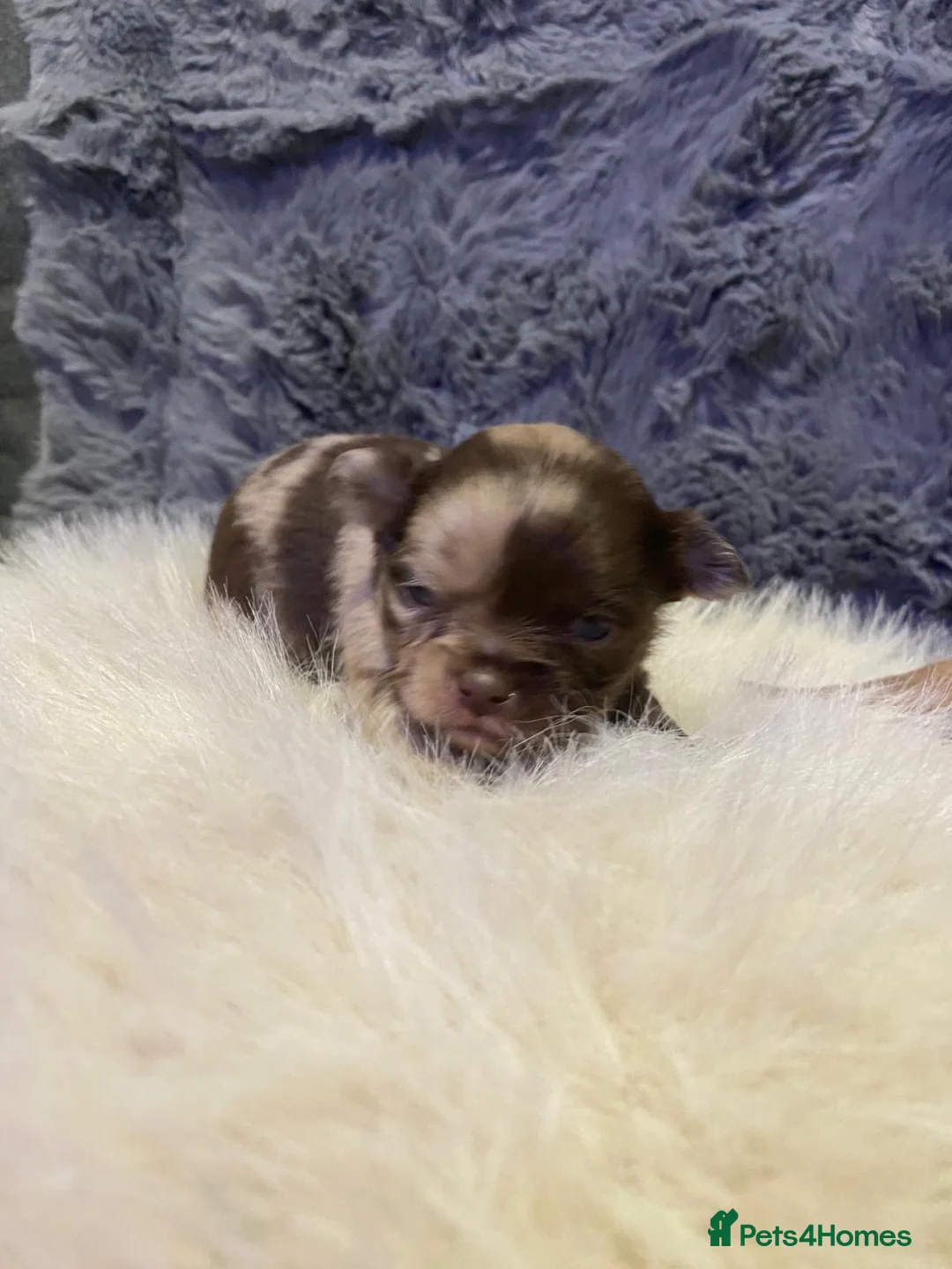 Chihuahua dogs for sale: Long coat Merle Chihuahua pups  - Advert 30