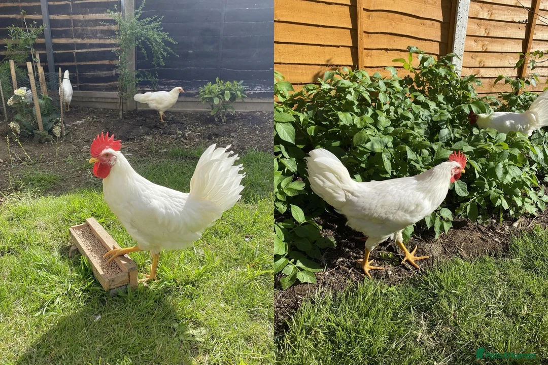 Chickens poultry for sale: 2 White Leghorn Cockerels For Sale - Advert 1