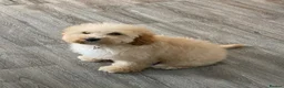 Cockapoo dogs for sale: 7 month old Apricot Cockapoo in Redcar - Advert 6