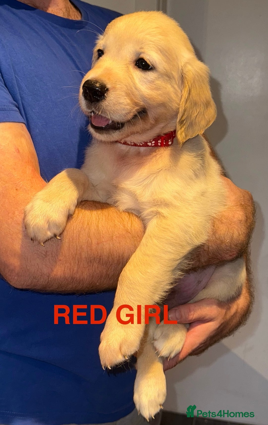 Puppy Growth Week Old Golden Retriever Puppy Potty Training Week