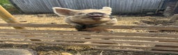 Pig livestock for sale: Female kuni kuni pig - Advert 2
