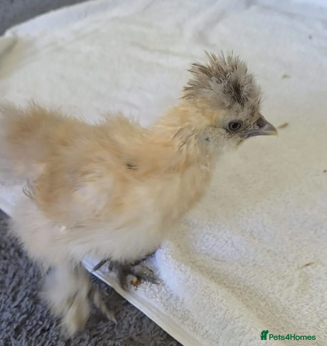 Chickens poultry for sale: 2 x Silkie Chicks  - Advert 2