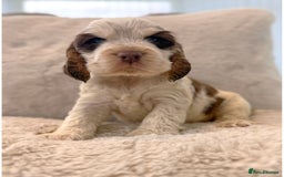 Cocker Spaniel dogs for sale: KC Registered Show Cocker Spaniel Puppies  - Image 8