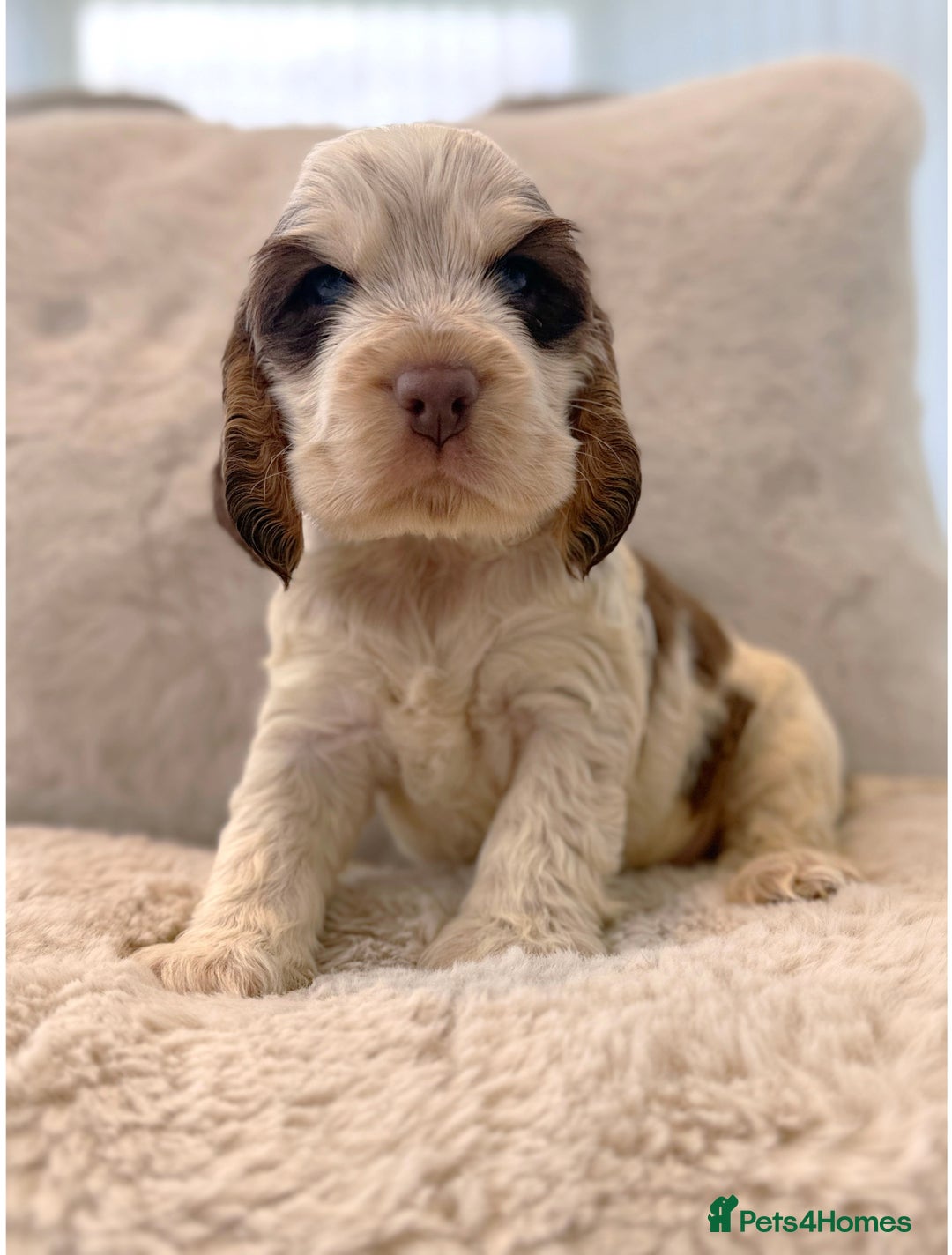 Cocker Spaniel dogs for sale: KC Registered Show Cocker Spaniel Puppies  - Image 8