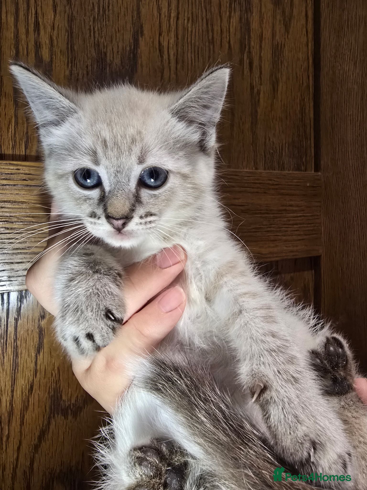 Mixed Breed cats Gorgeous Ragdoll Cross Kittens  - Advert 17