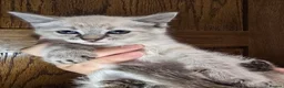 Mixed Breed cats for sale: Gorgeous Ragdoll Cross Kittens  - Advert 2