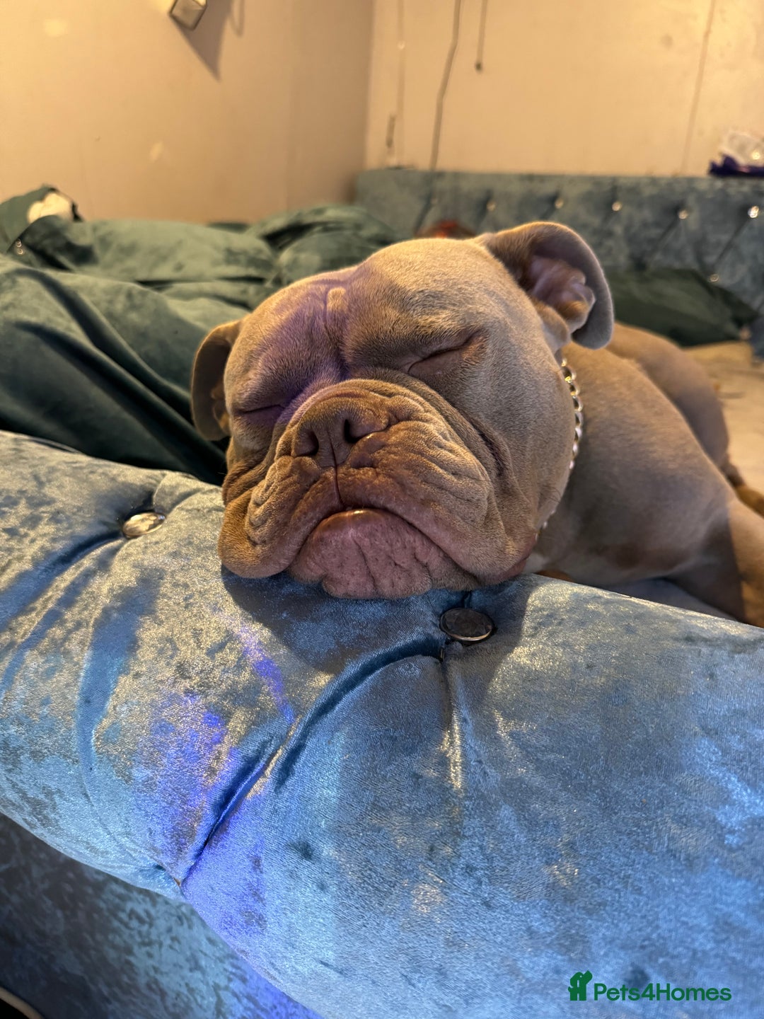 English Bulldog dogs for stud: F1 Bantam Mini Bulldog NEBBR Reg in Nottingham - Advert 2