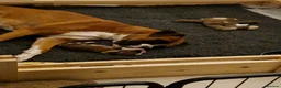 Boxer dogs for sale: Beautiful Pedigree Boxer Puppies - Advert 4