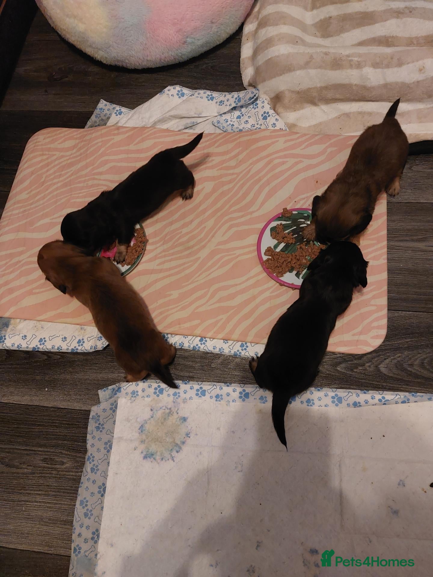 Miniature Dachshund dogs for sale: PEDIGREE MINI LONG HAIRED DACHSHUNDS PICS COMING - Advert 2