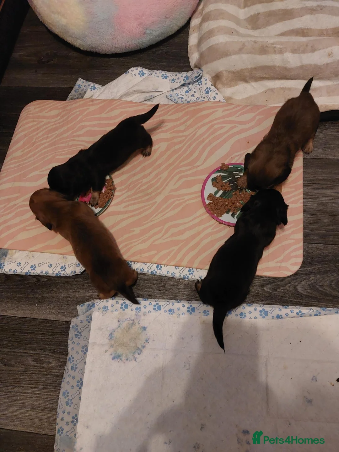Miniature Dachshund dogs for sale: PEDIGREE MINI LONG HAIRED DACHSHUNDS PICS COMING in Manchester - Advert 2