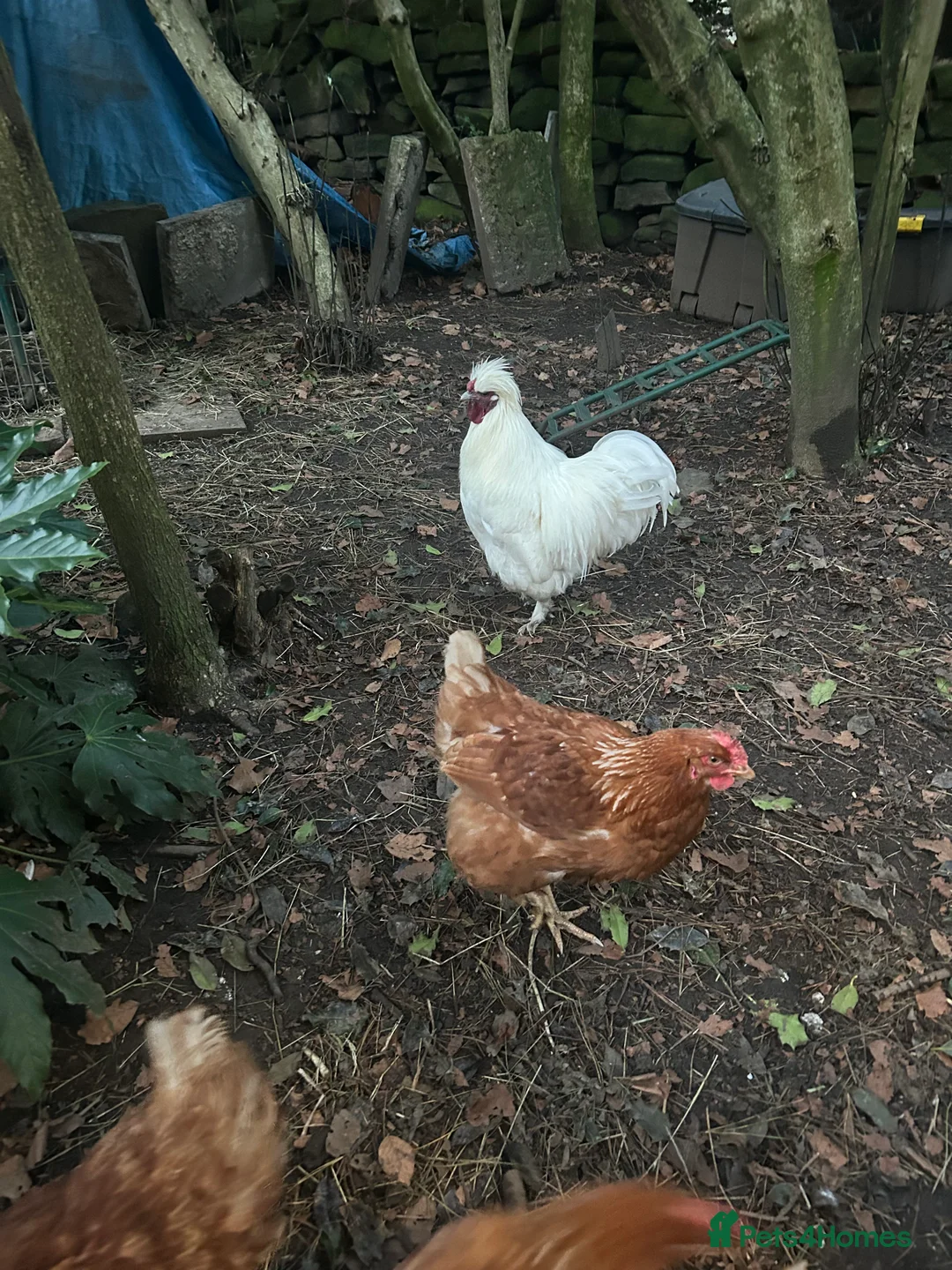 Chickens poultry for sale: Pure white silky male- proven breeder.  - Advert 4
