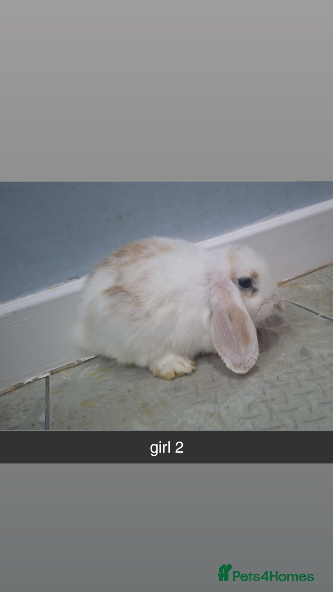Mini Lop rabbits for sale: 5 beautiful mini lops, 3 boys, 2 girls - Advert 11