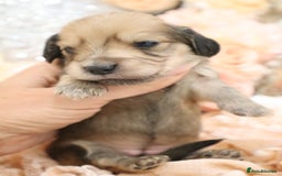 Miniature Dachshund dogs for sale: KC Longhair Miniature Dachshund Puppies - Image 5
